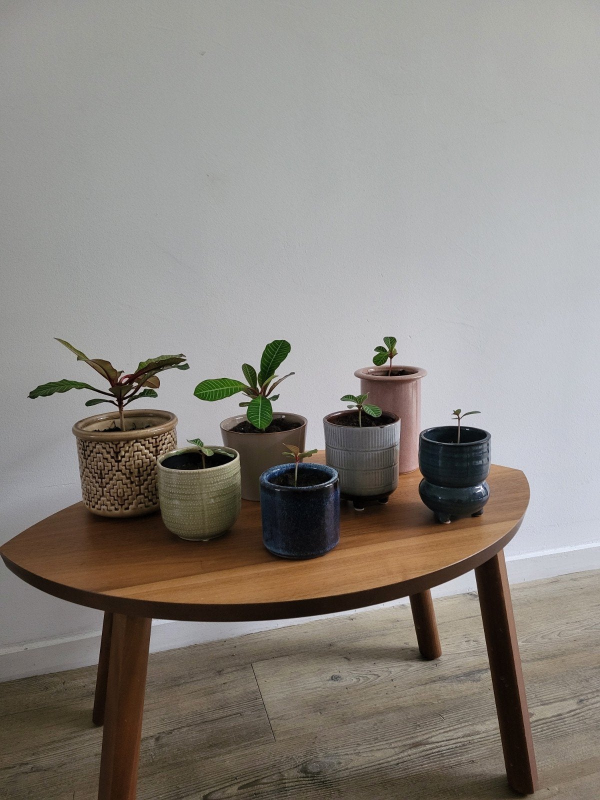 Madagascar Jewel stekjes met pot, gezond, Huis en Inrichting, Ophalen, Overige soorten, In pot, Volle zon