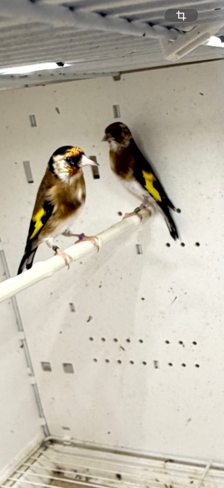Parva putters, Meerdere dieren, Wildzangvogel, Geringd