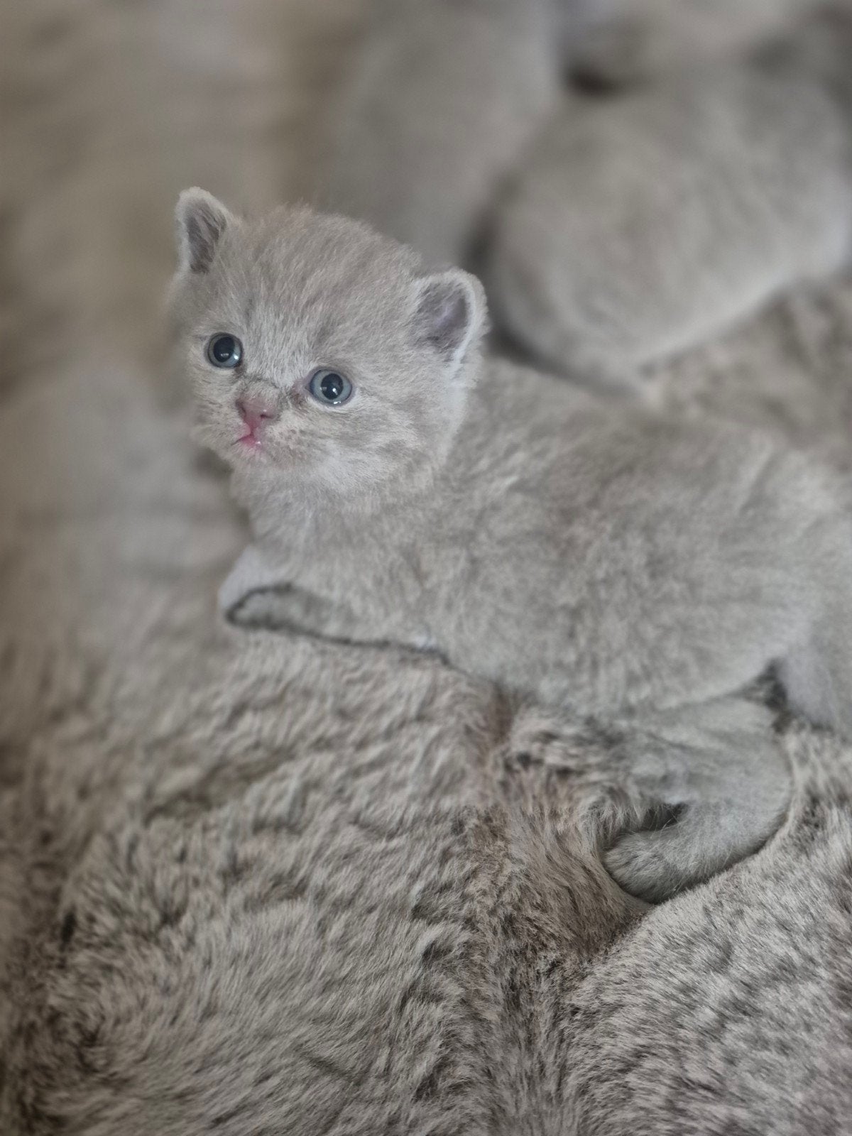 British korthaar, lilac katertjes.  Nu nog 3 weekjes oud., Kater, Ingeënt, 0 tot 2 jaar