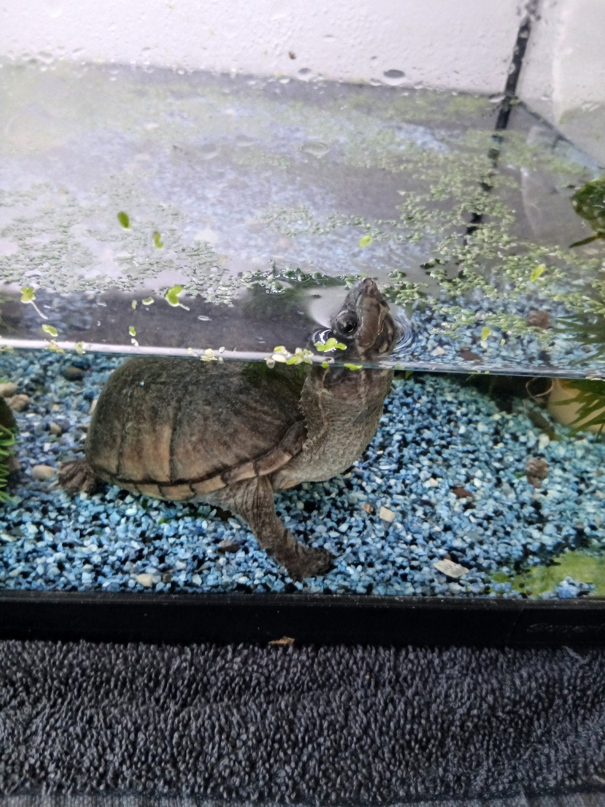 schildpadden, Schildpad