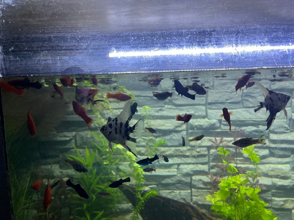diverse maanvissen te koop, Vis, Zoetwatervis, Schoolvis