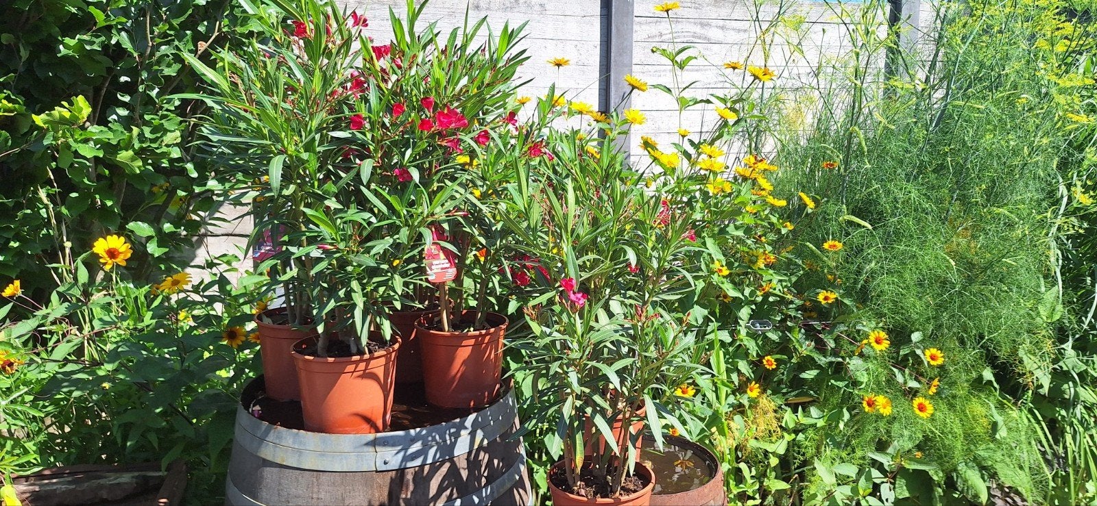 Oleander mooie frisse planten, Tuin en Terras, Planten | Tuinplanten, Ophalen of Verzenden, Overige soorten, Volle zon