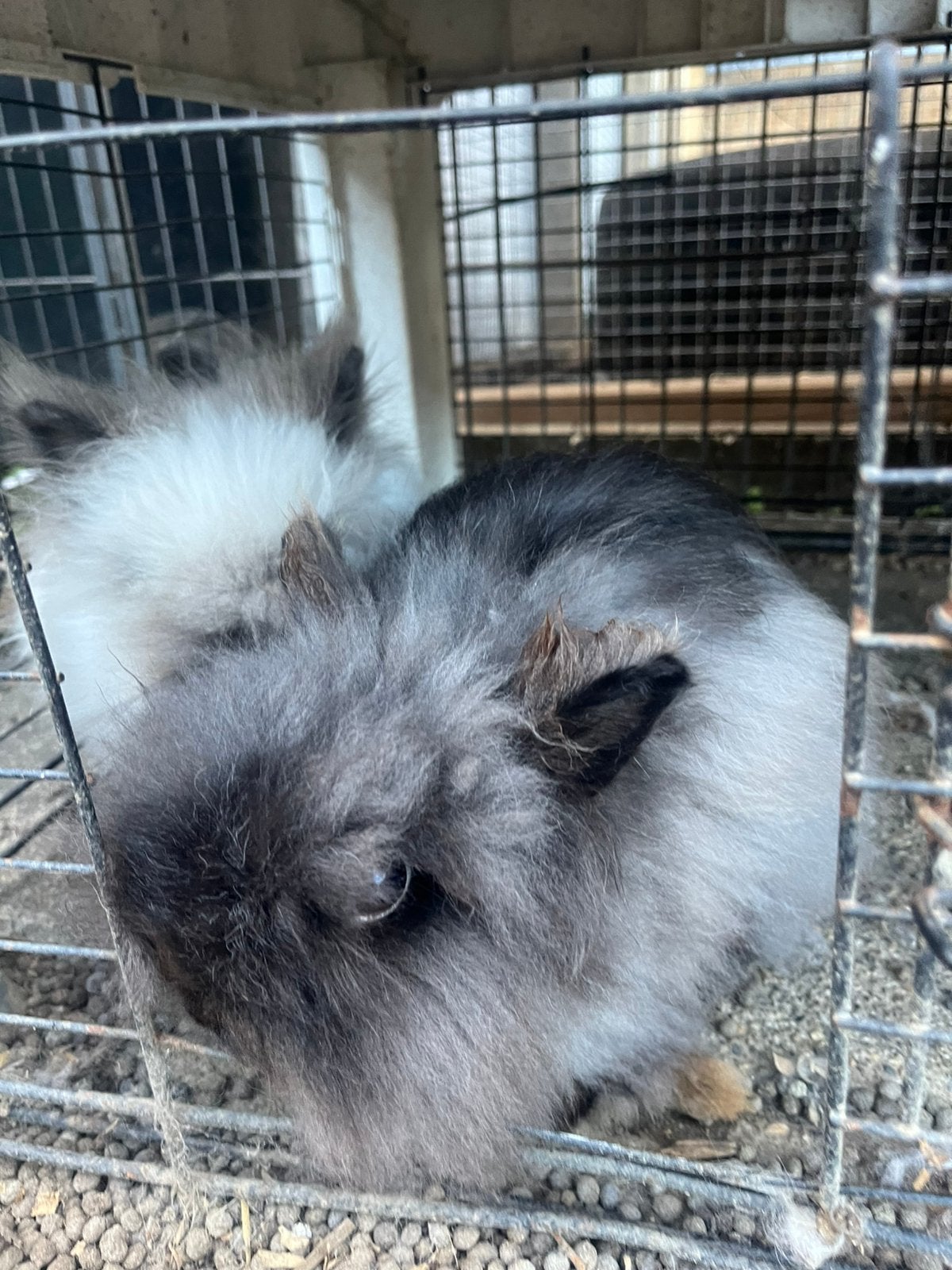 Dwerg teddy, Dieren en Toebehoren, Vrouwelijk, Dwerg
