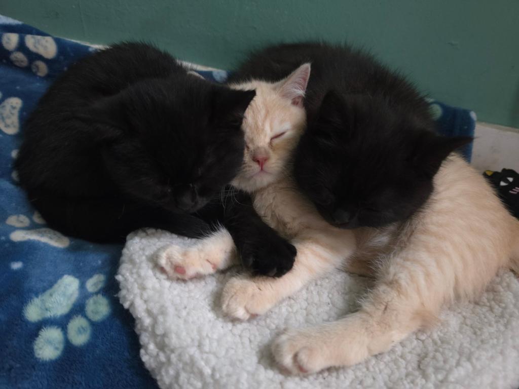 Britse Korthaar kittens, Dieren en Toebehoren, Katten en Kittens | Raskatten | Korthaar, Kater, Ontwormd
