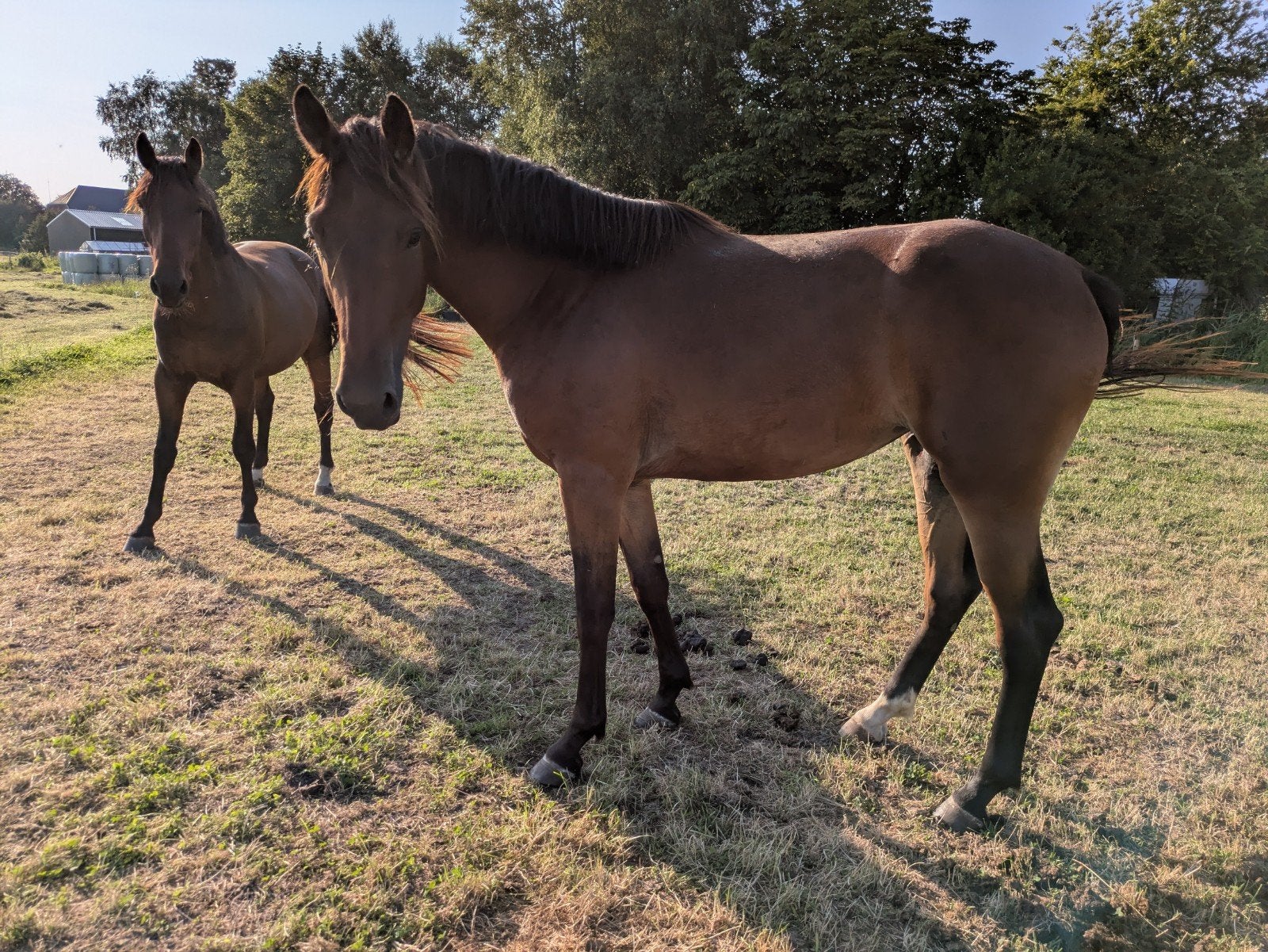 Lieve sportieve Groninger merries!, Merrie, 0 tot 2 jaar