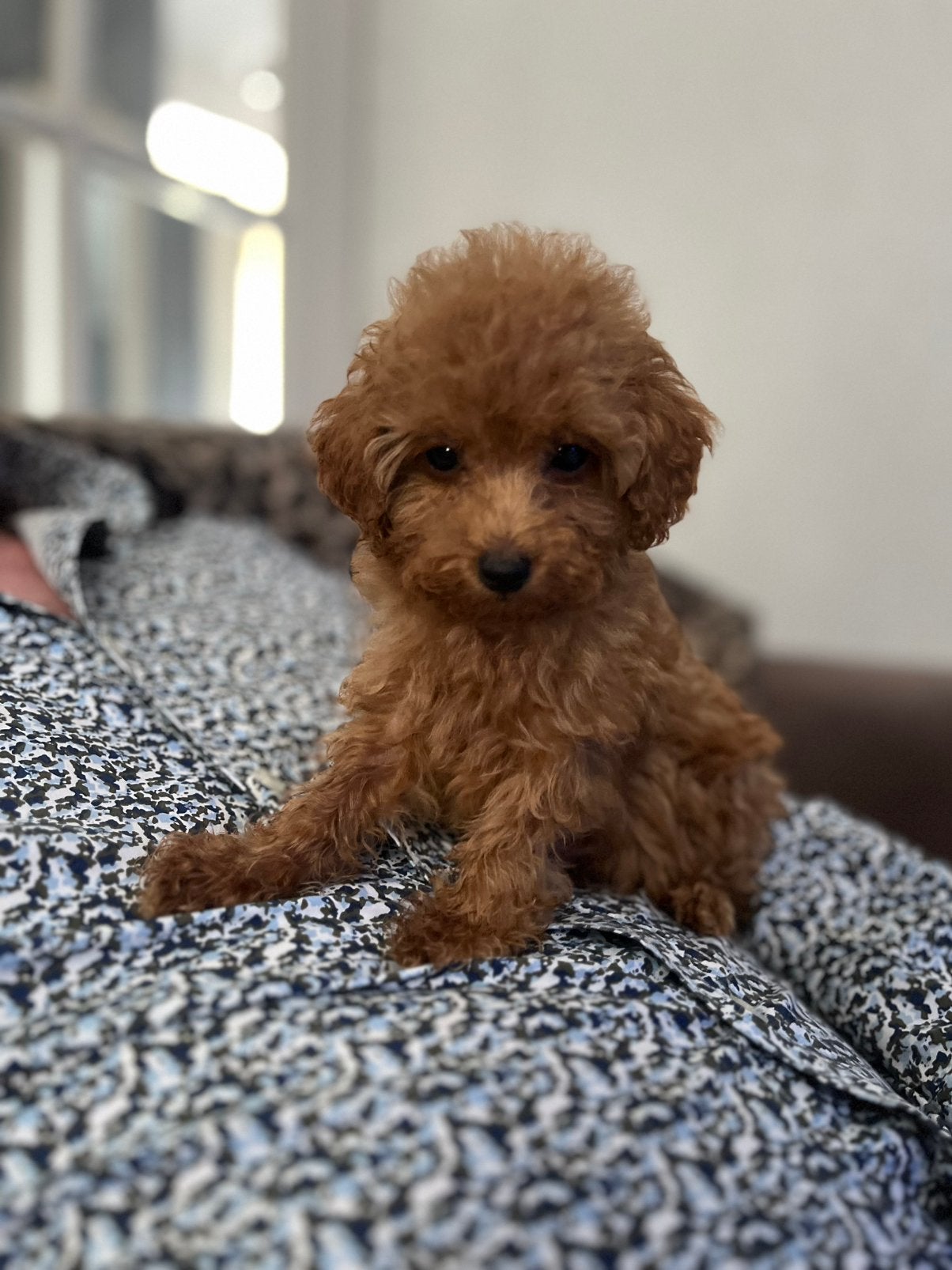 Cockapoo pups, Parvo, Overige rassen, 8 tot 15 weken, Meerdere
