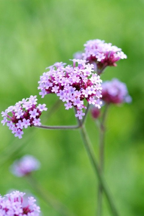 IJzerhard (Verbena bonariensis) te koop, Tuin en Terras, Planten | Tuinplanten, Vaste plant, Overige soorten, Volle zon, Ophalen