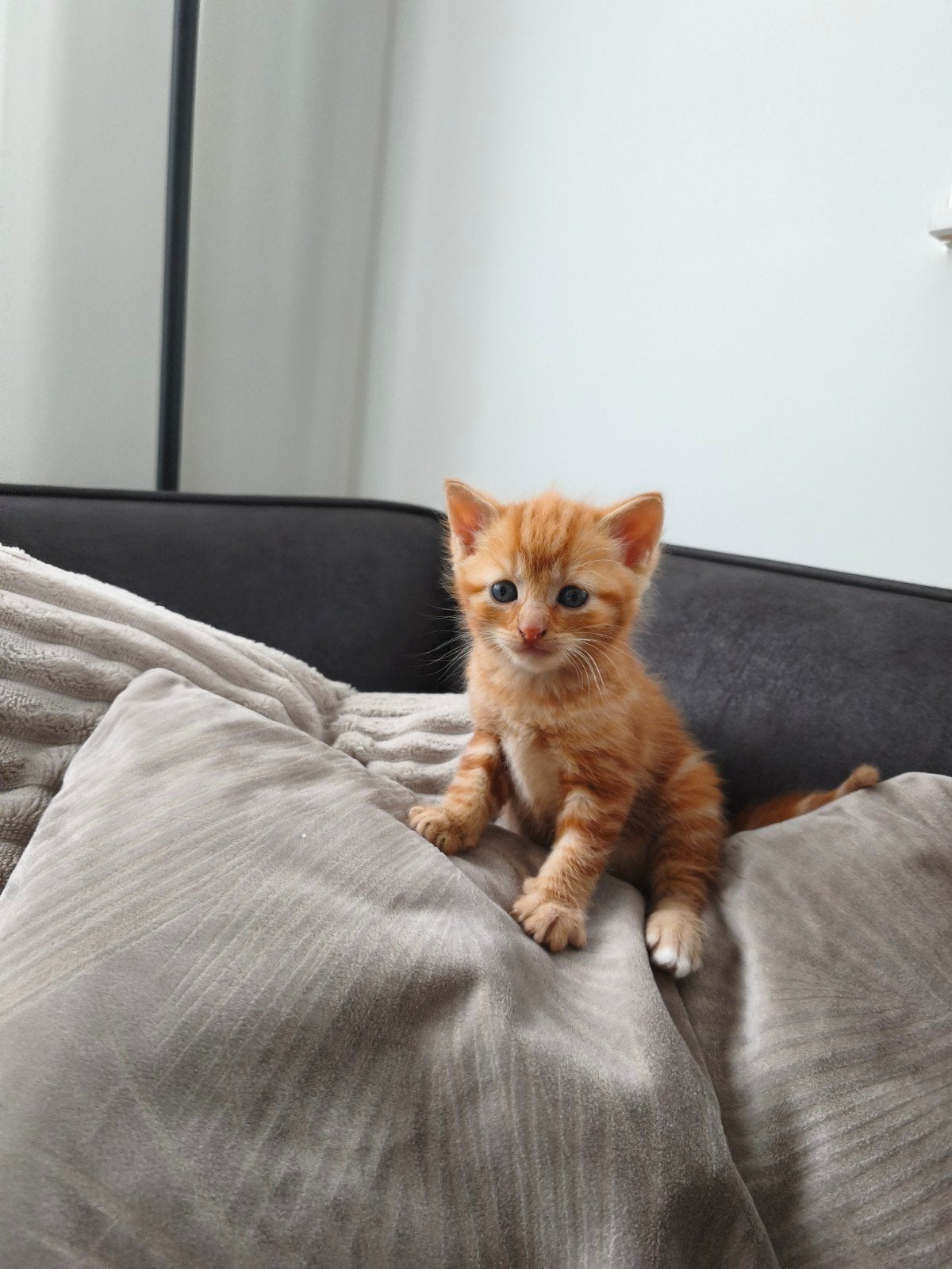 Twee oranje kittens te koop (poesjes), Poes, Kortharig, 0 tot 2 jaar