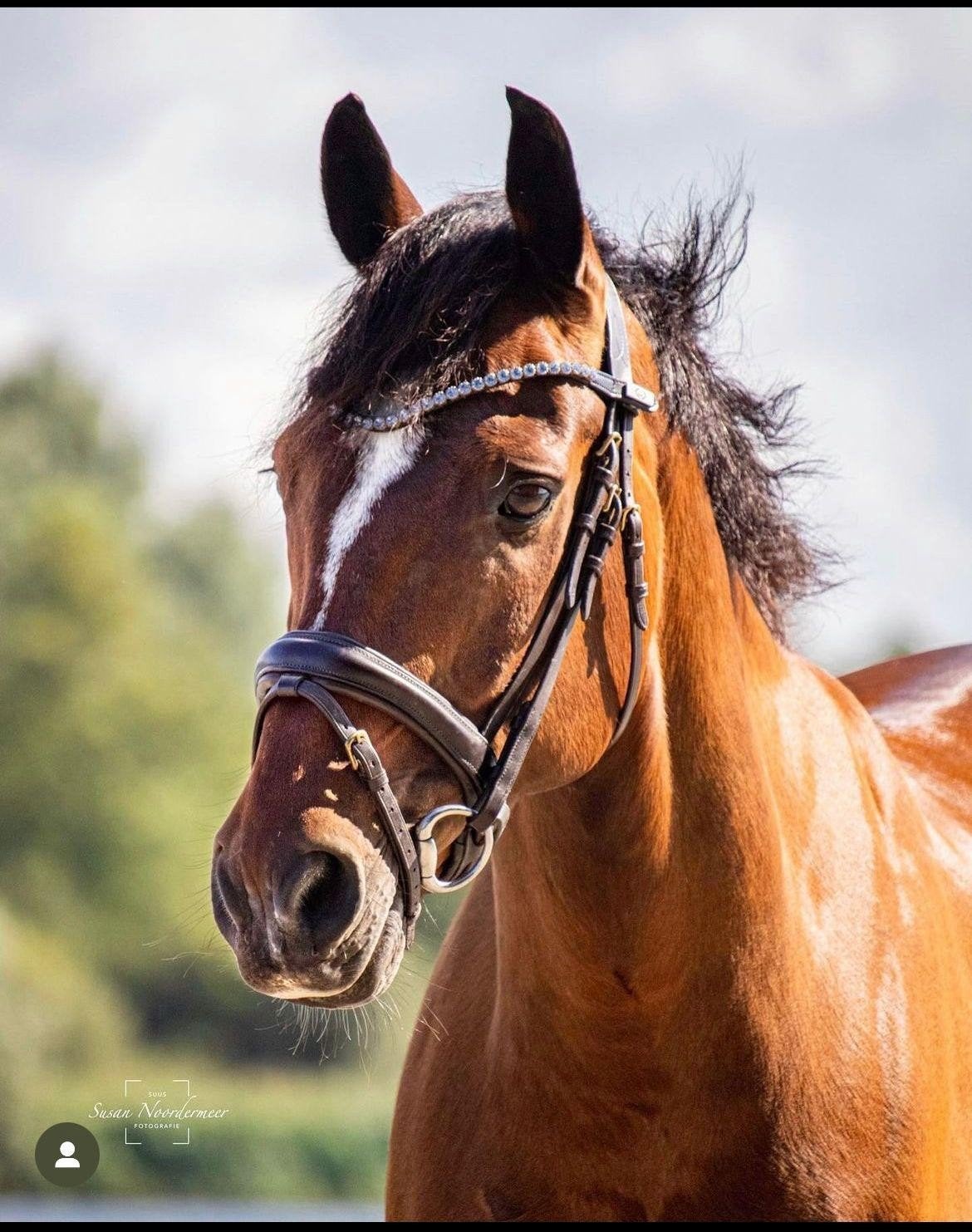 D- pony, Ruin, Recreatiepaard, 11 jaar of ouder