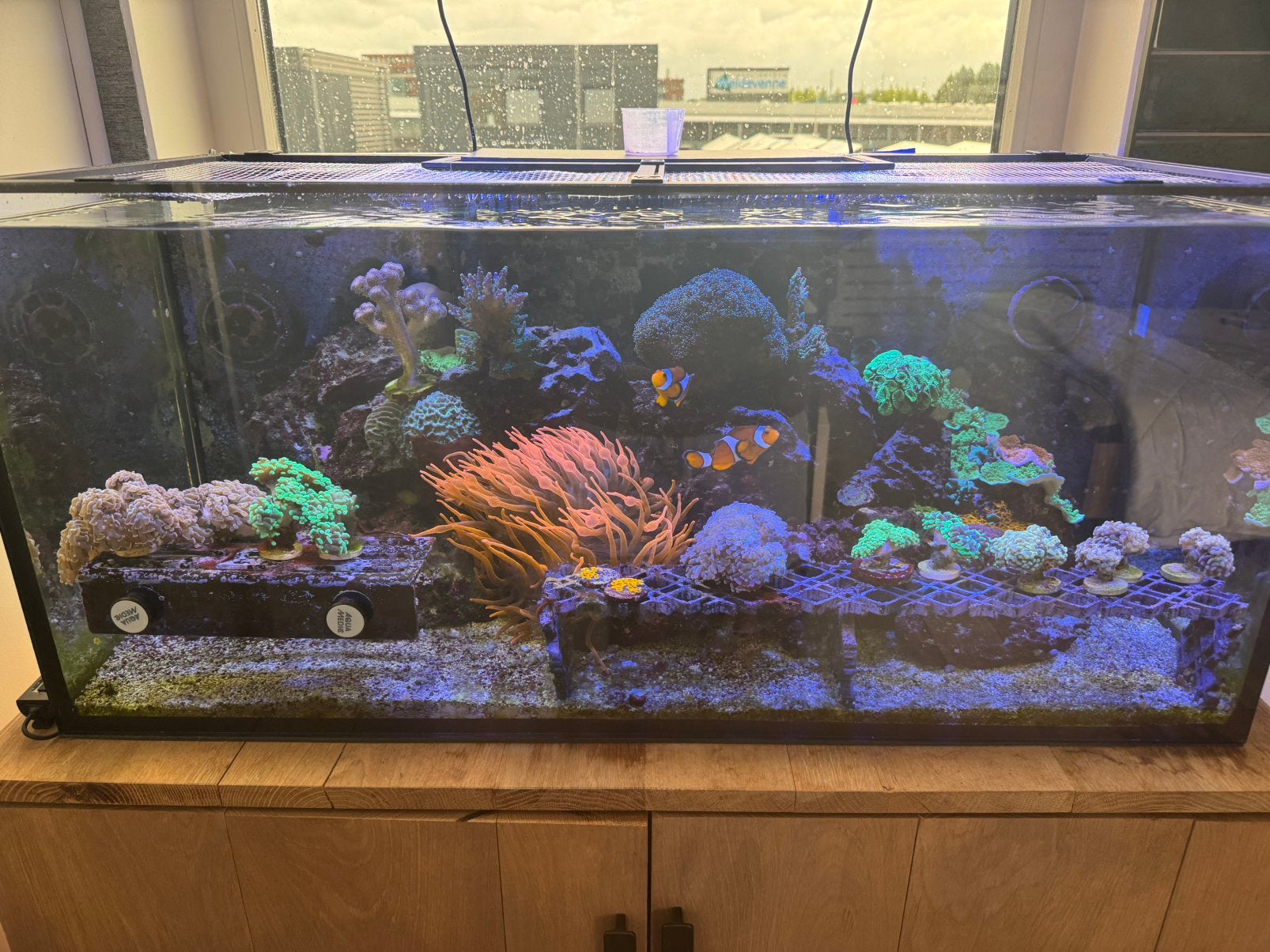 Euphyllia, anemoon, zoa, koraal,, Overige typen, Zoutwatervis