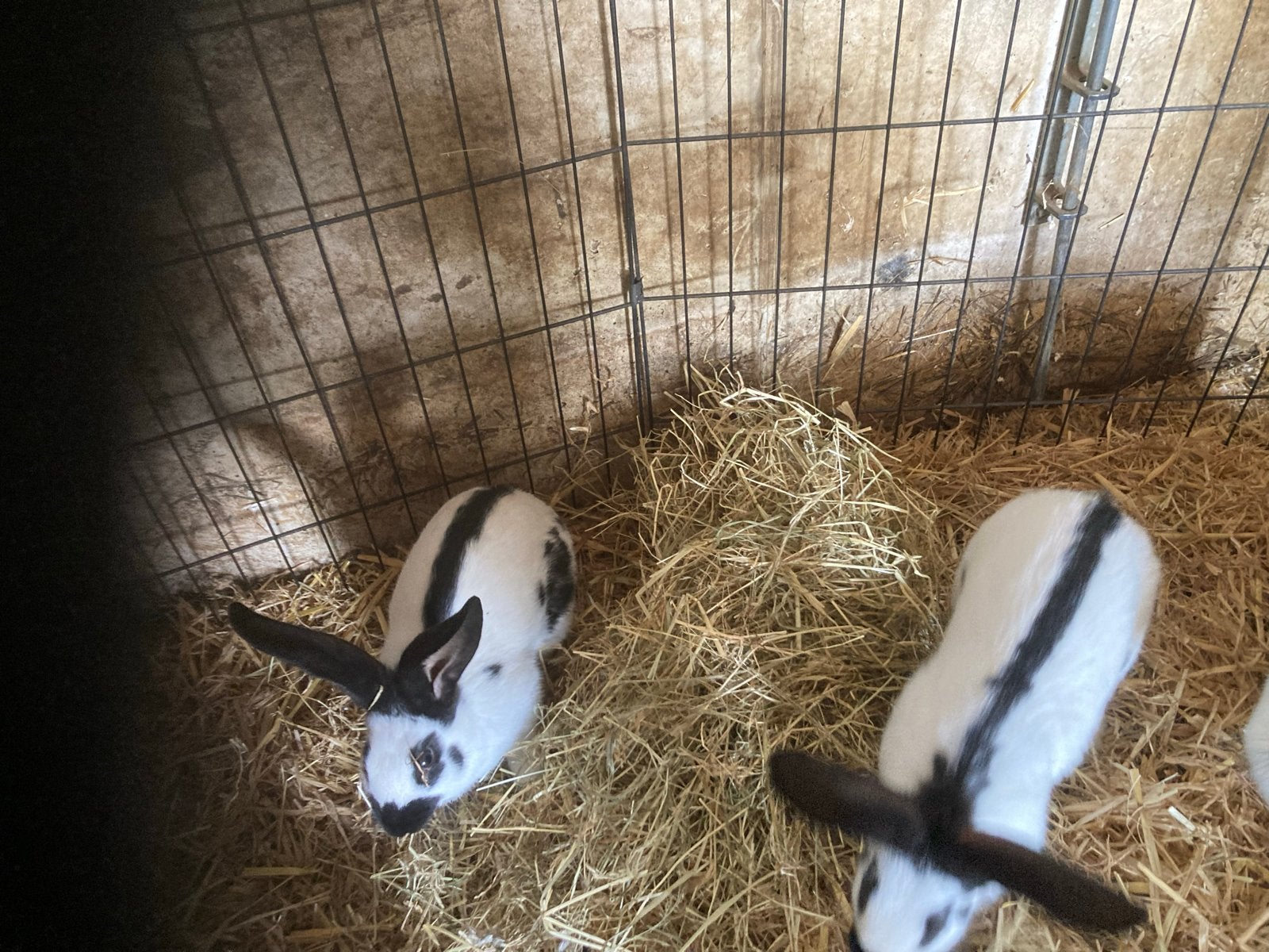 Lotharinger Voedsters, Dieren en Toebehoren, Vrouwelijk