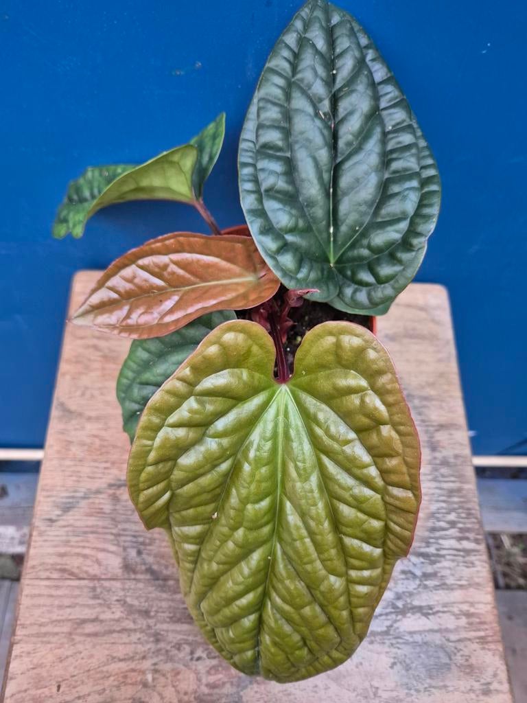 Anthurium Luxurians x Radicans p12 (6), Huis en Inrichting, Kamerplanten, Ophalen of Verzenden, Halfschaduw, Minder dan 100 cm
