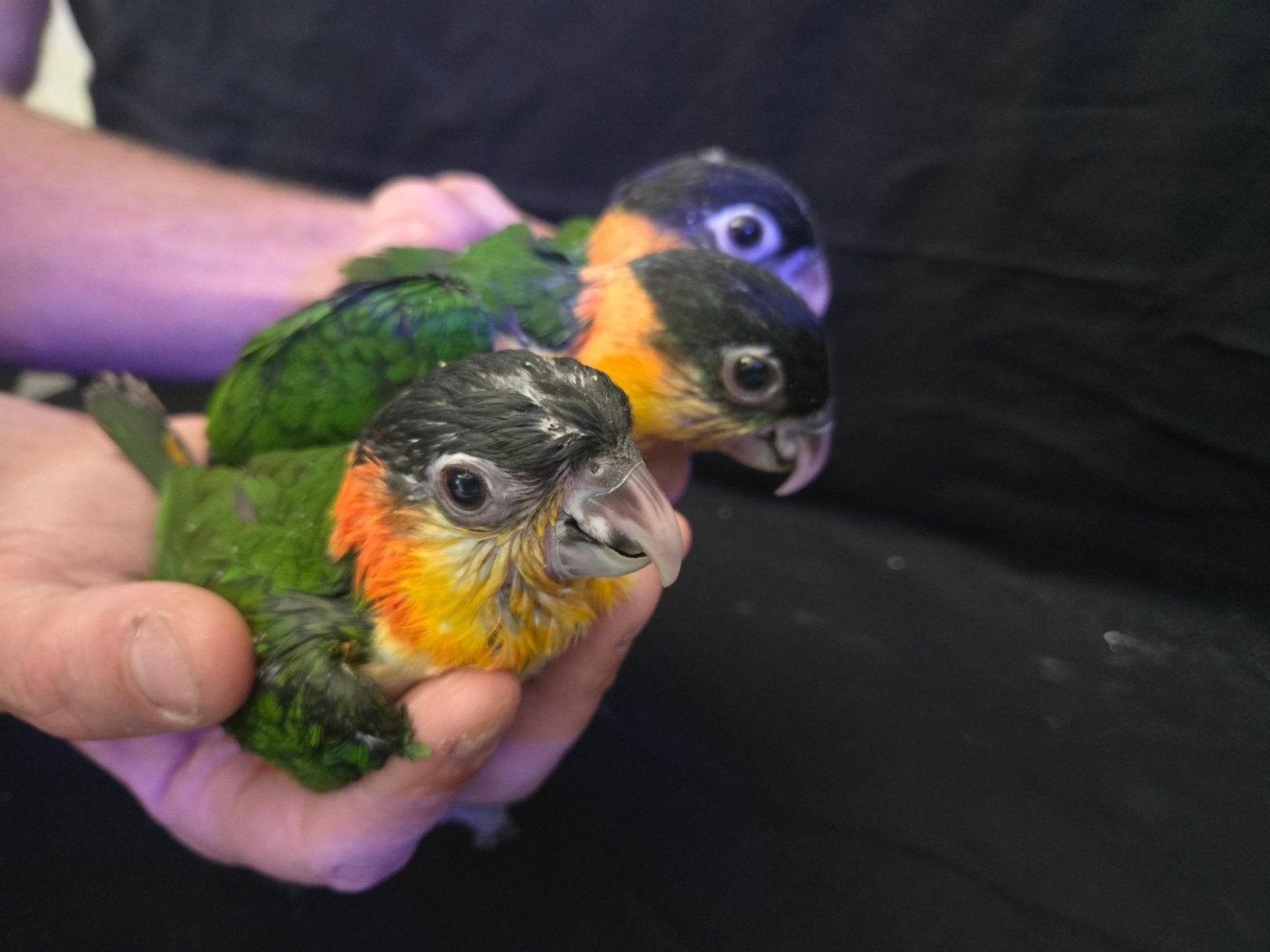 Jonge tamme zwartkop caique ( pionites melanocephalus ), Dieren en Toebehoren, Vogels | Parkieten en Papegaaien, Geslacht onbekend