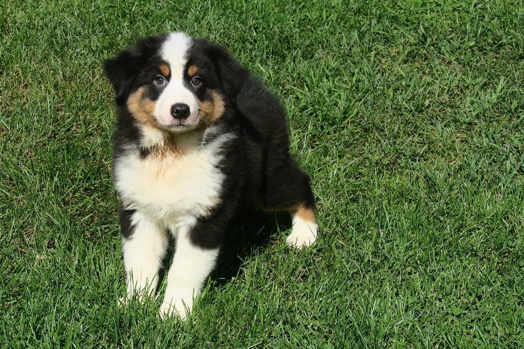 Knappe Australian Shepherd pups, Parvo, Nederland, 8 tot 15 weken, Meerdere