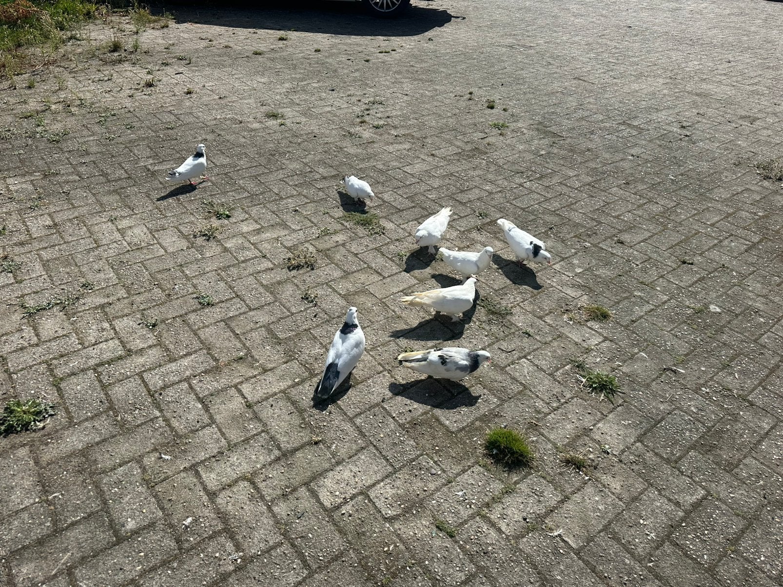 Duiven 5st. Samen  €20, Meerdere dieren