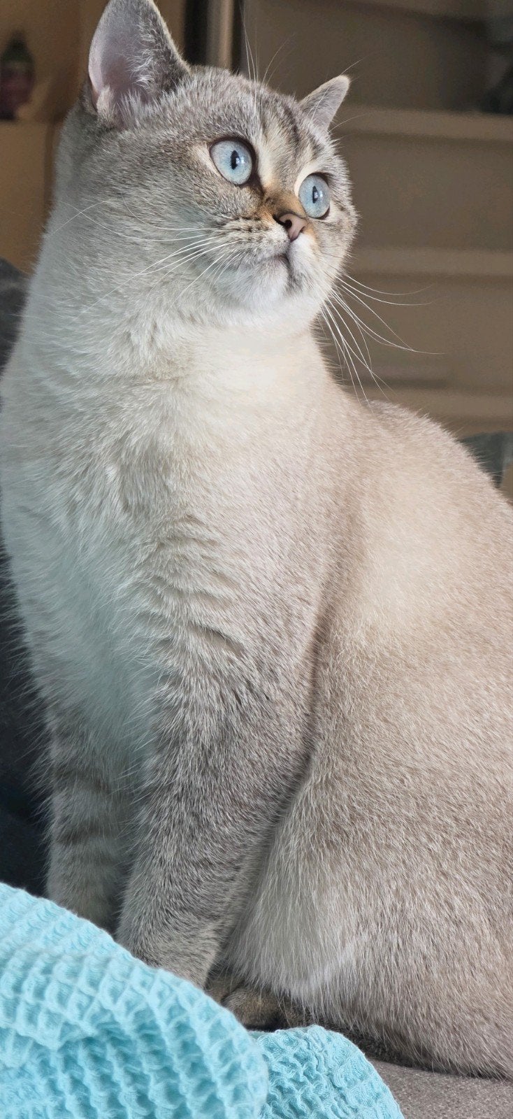 Britse korthaar, Dieren en Toebehoren, Katten en Kittens | Raskatten | Korthaar, Poes