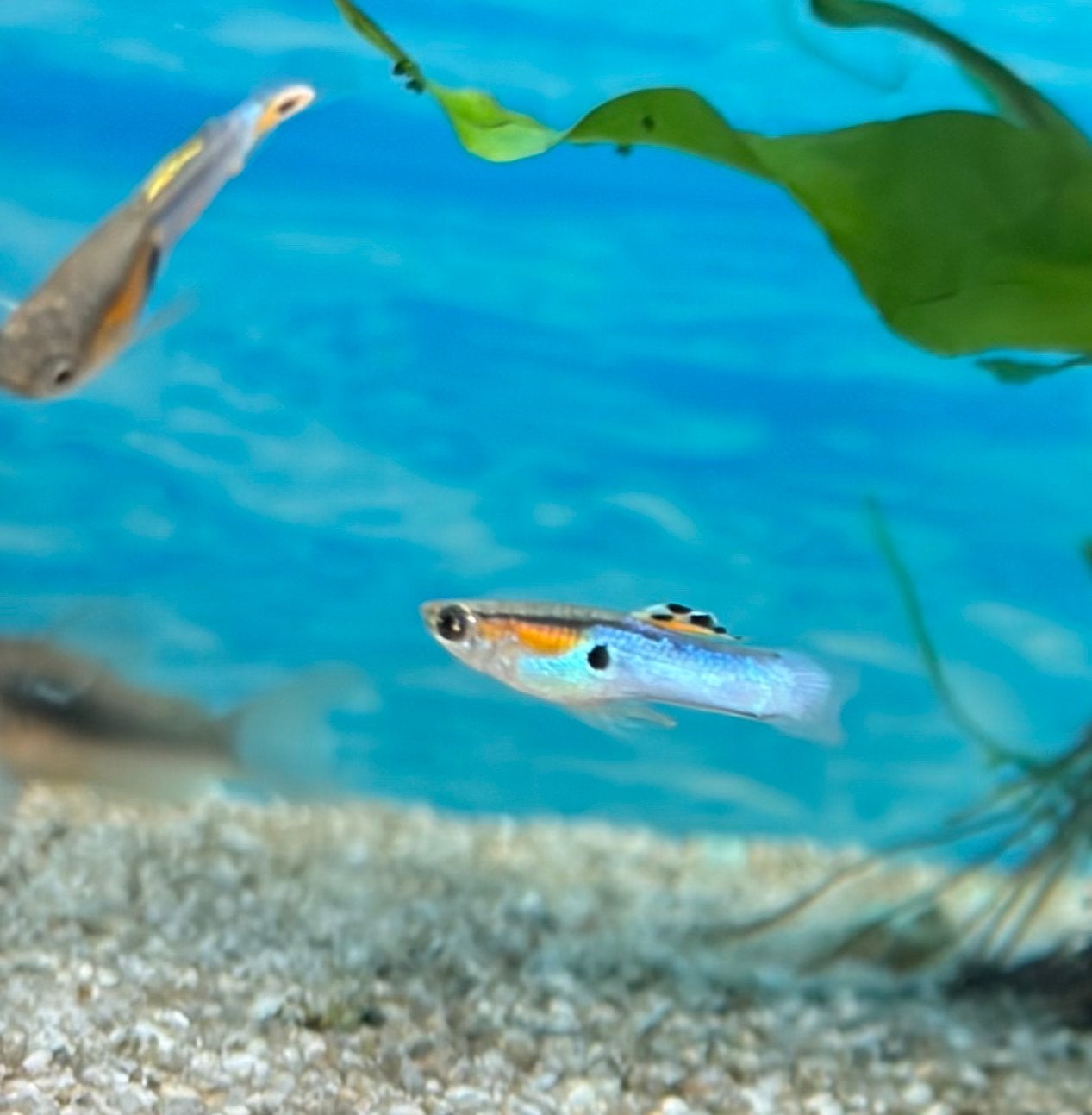Endeler gyps mannetjes, Dieren en Toebehoren, Vissen | Aquariumvissen, Vis