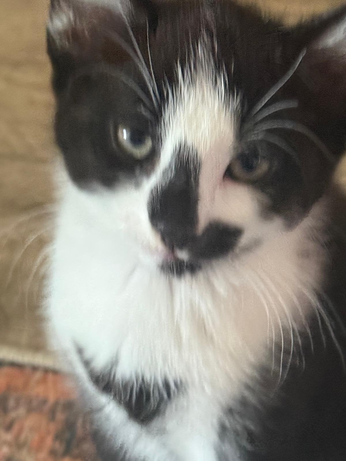 kittens, Dieren en Toebehoren