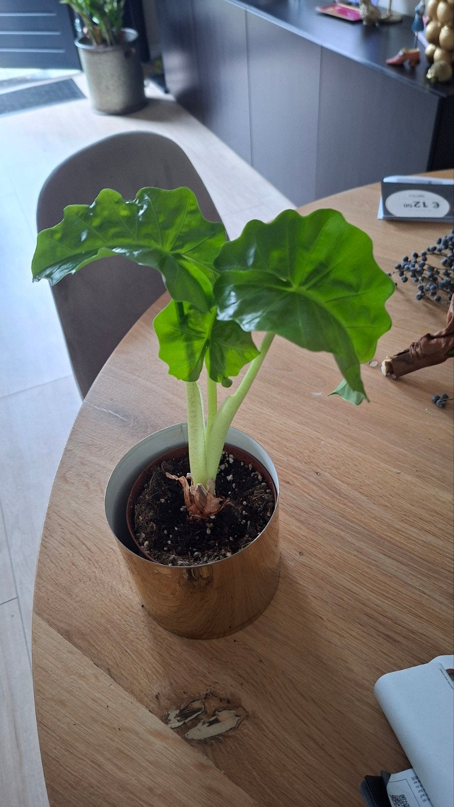 Jonge Alocasia - Prachtige kamerplant, Ophalen, Overige soorten, Halfschaduw, Minder dan 100 cm
