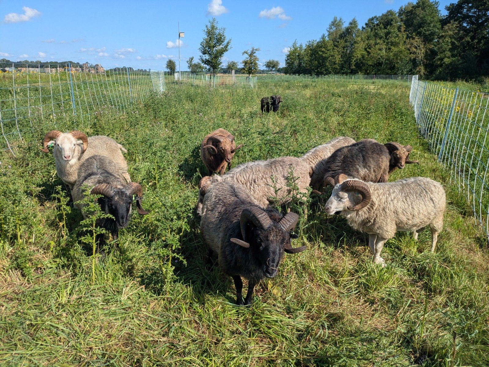 Skudde dekrammen, Mannelijk, Schaap, 0 tot 2 jaar