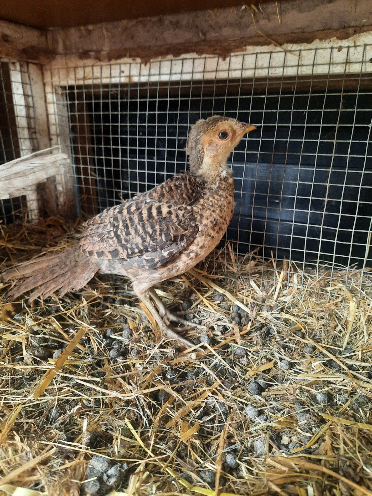 Jonge goudfazanten te koop 5 weken oud, Geslacht onbekend
