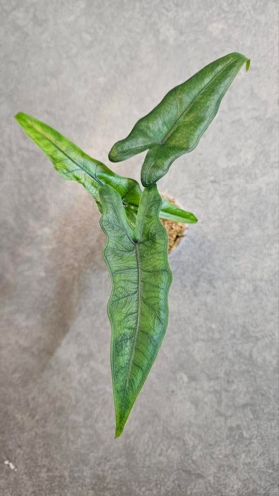 Alocasia Sabrina Narrow, Ophalen of Verzenden, Halfschaduw, Minder dan 100 cm