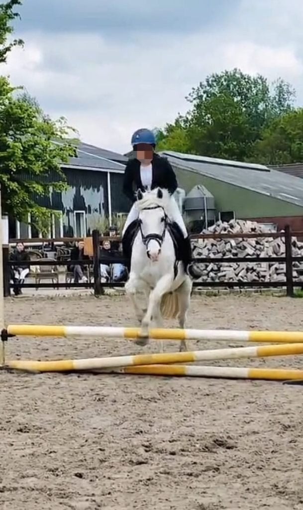 verzorgster aangeboden, Dieren en Toebehoren, Overige merken, Ophalen of Verzenden, Nieuw, Overige typen