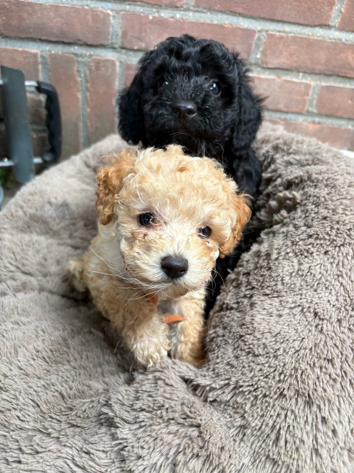 Prachtige toy/dwergpoedel pups., Dieren en Toebehoren, Honden | Chihuahua's en Gezelschapshonden, Reu, Poedel, Particulier, Meerdere