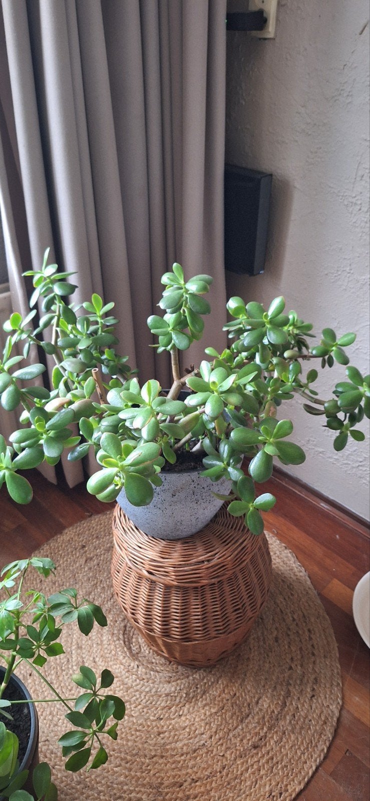 grote jadeplant, Huis en Inrichting, Ophalen, In pot, Minder dan 100 cm, Volle zon
