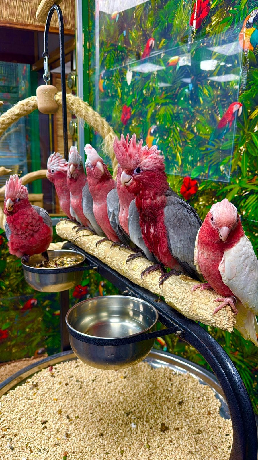 Jonge rose kaketoe’s, Meerdere dieren, Papegaai, Pratend