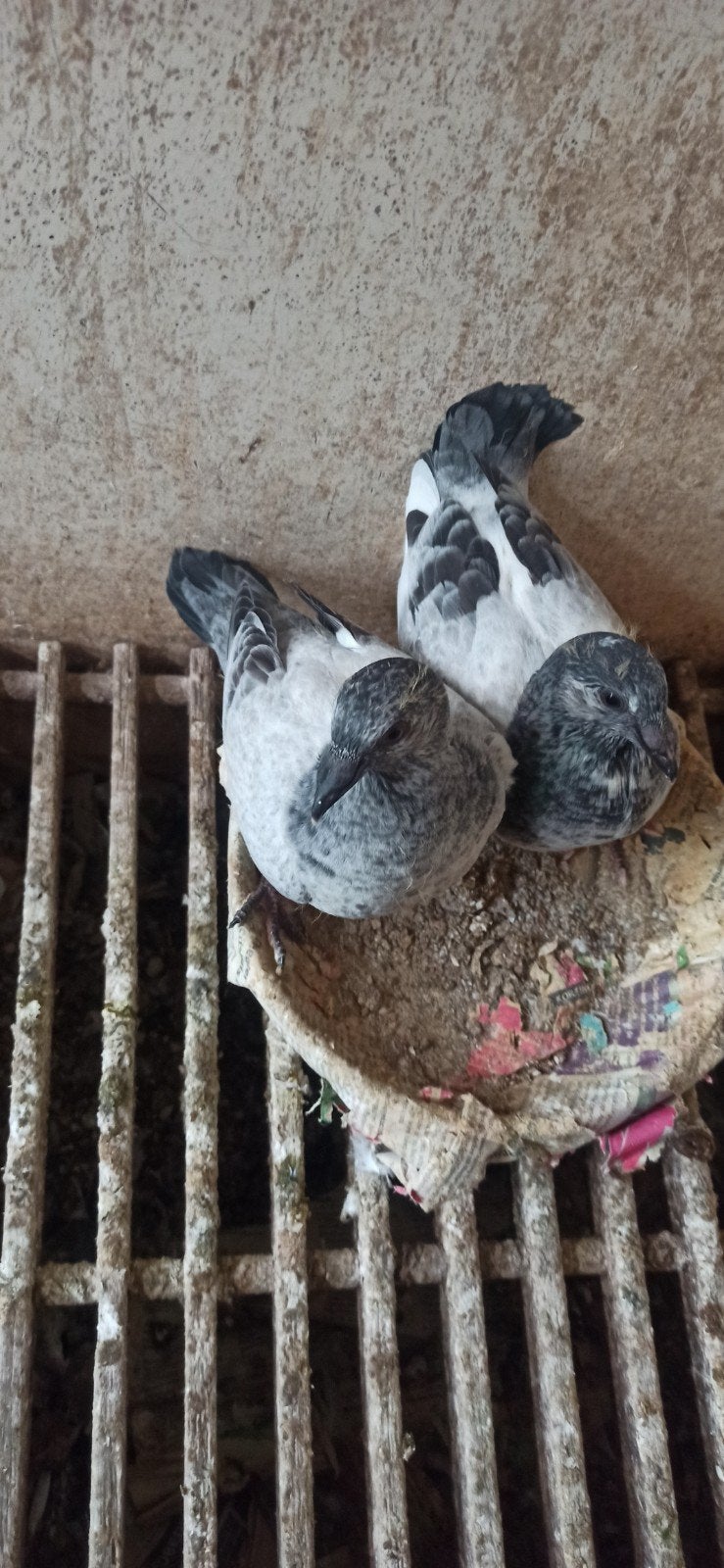 postduiven koppel schimmels, Dieren en Toebehoren, Vogels | Duiven, Meerdere dieren, Postduif