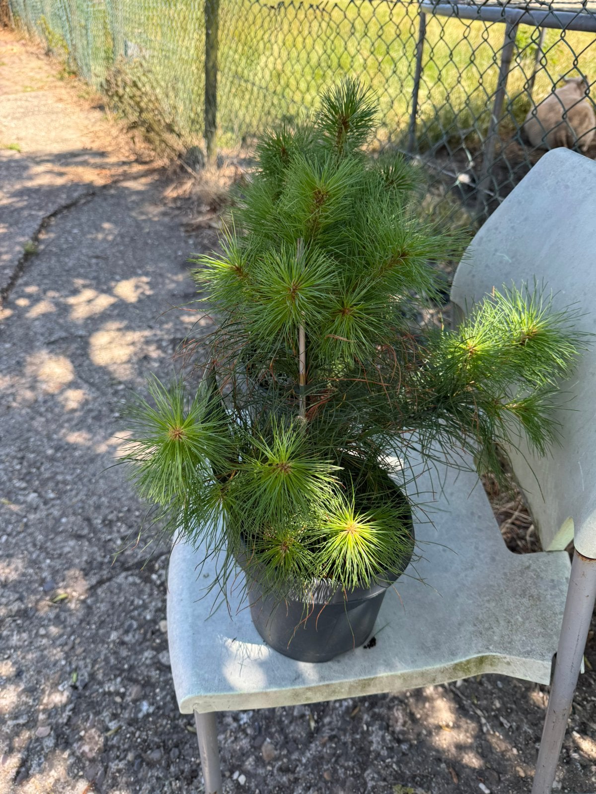 Pinus strobus  whymouthden hoog 25/30 langzaam groeiend, Bloeit niet, Overige soorten, Minder dan 100 cm, Ophalen