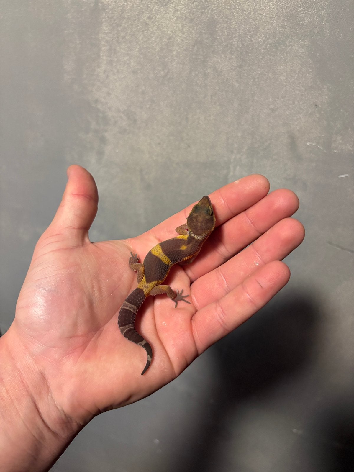 1.0 lava luipaardgekko, Dieren en Toebehoren, Hagedis, 0 tot 2 jaar