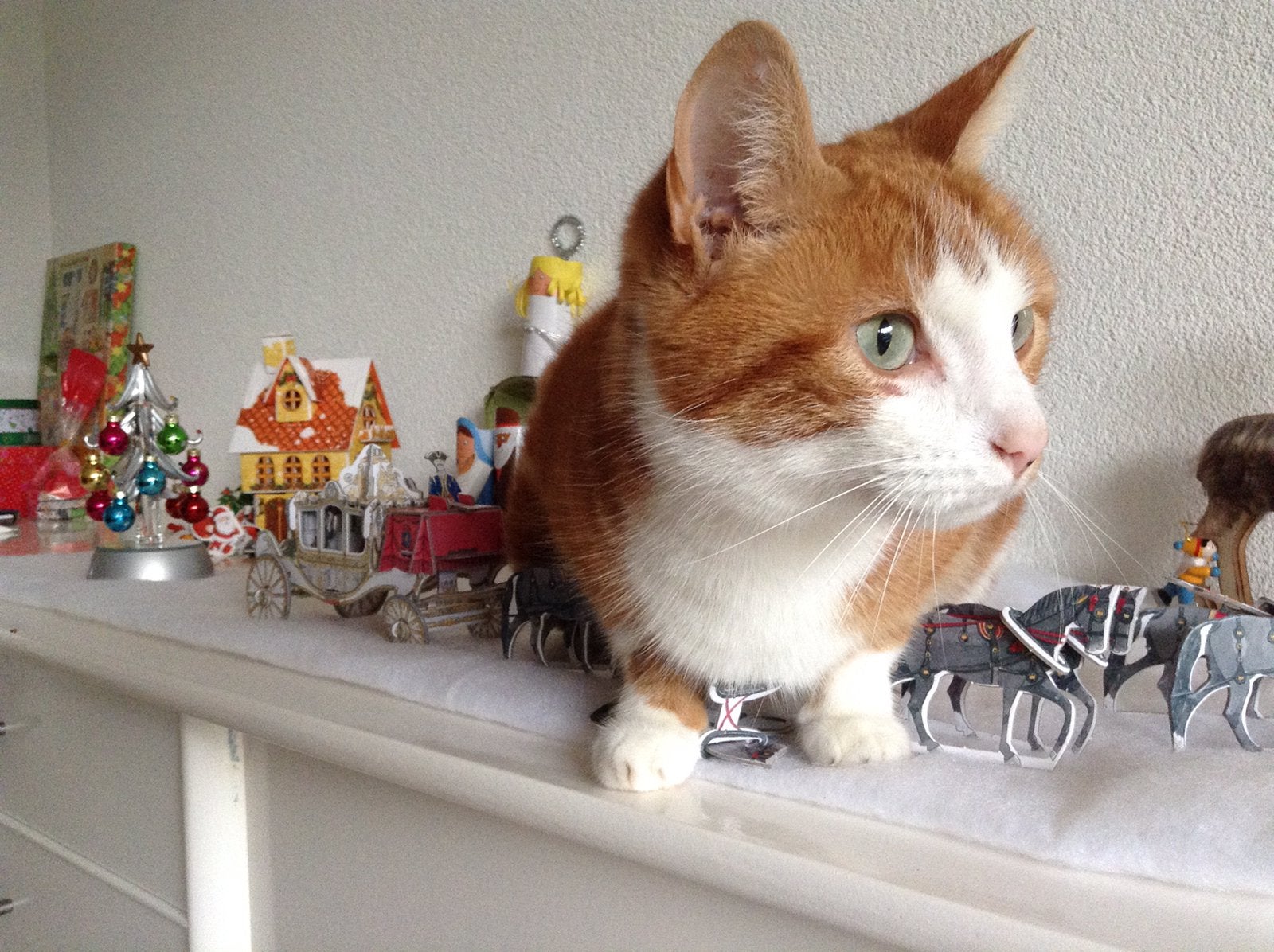 Kat Maxi voor overname, Kater, Kortharig, 6 jaar of ouder