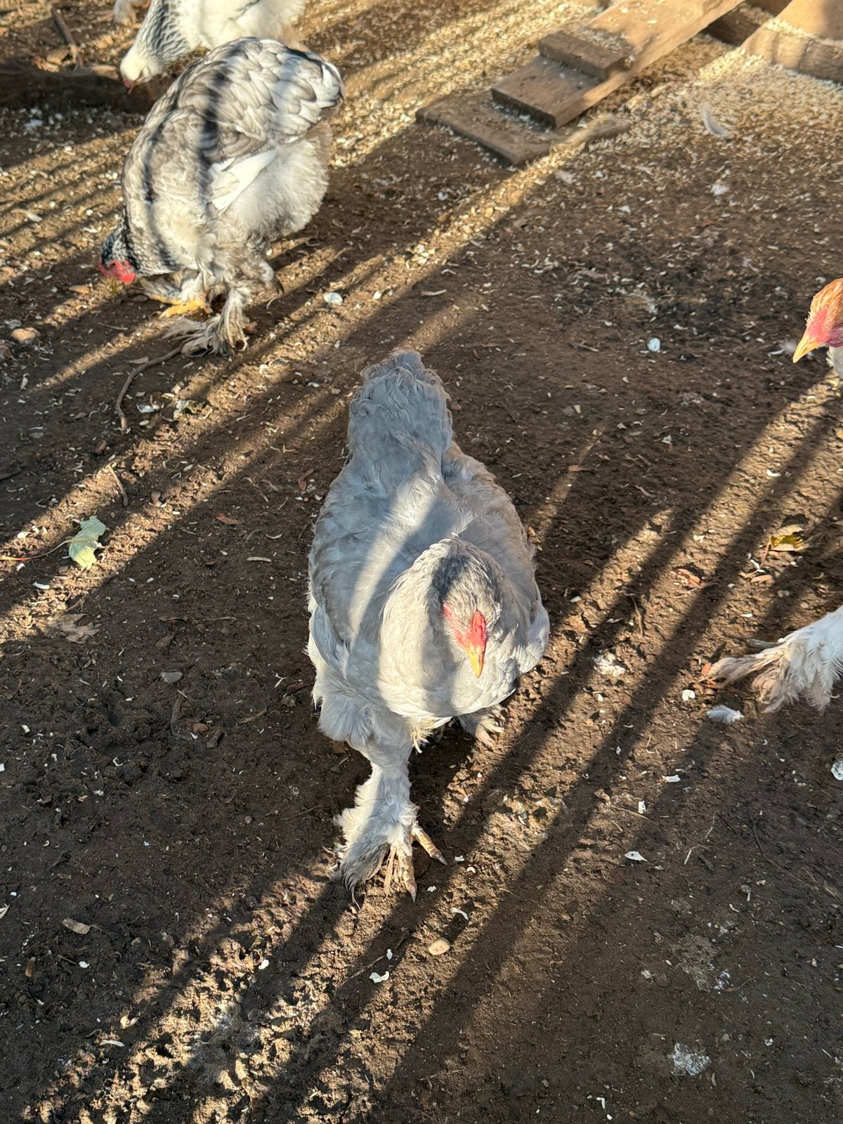 Brahma kuikens, Dieren en Toebehoren