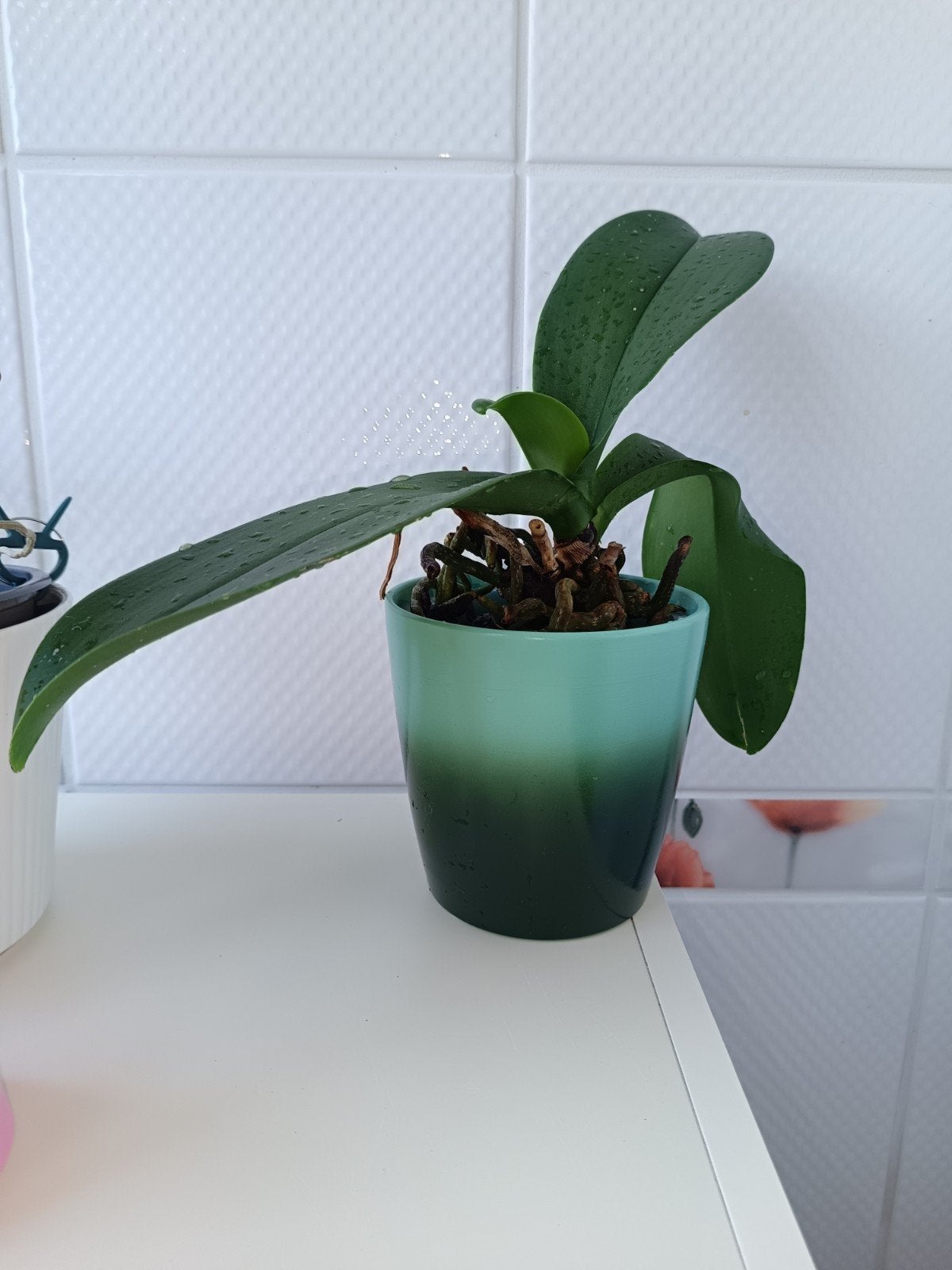 Blauw groene *Orchidee* incl pot zie beschrijving, Huis en Inrichting, Ophalen, Halfschaduw, Minder dan 100 cm