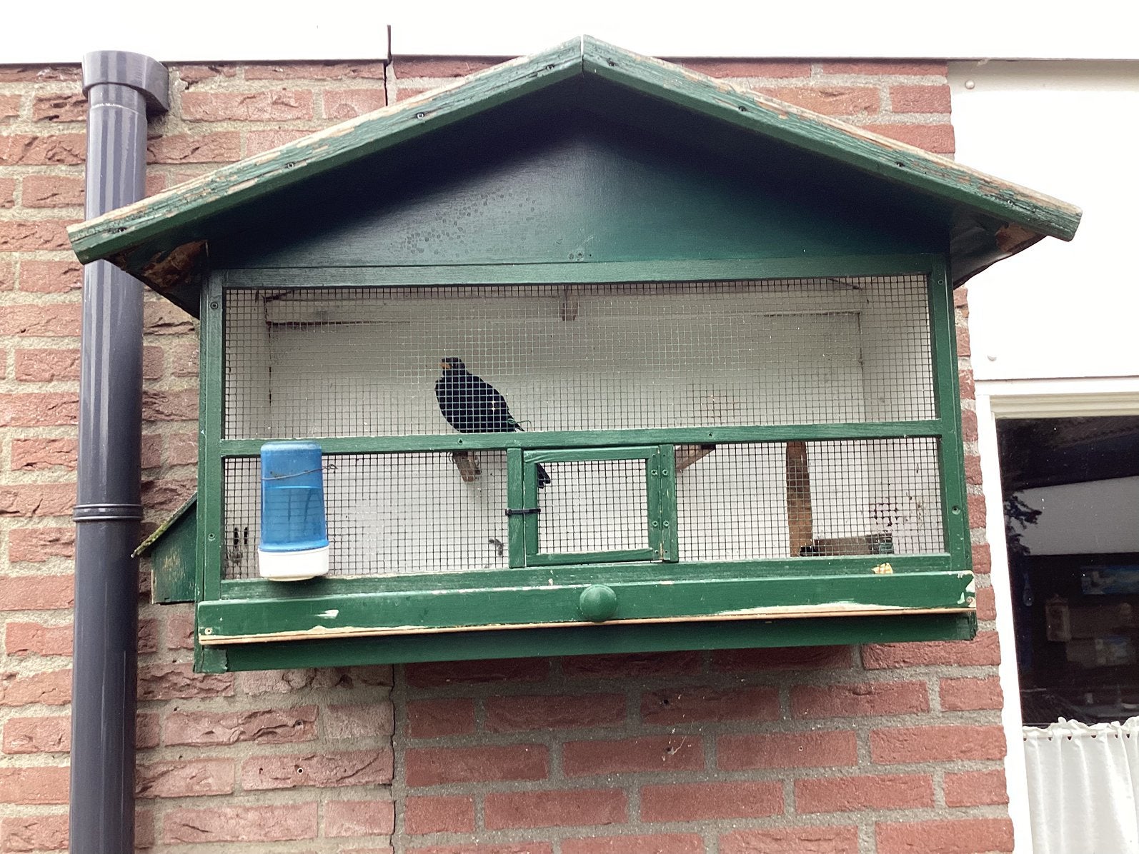 Te koop merel met kooi , 2022, zeer goede zanger.