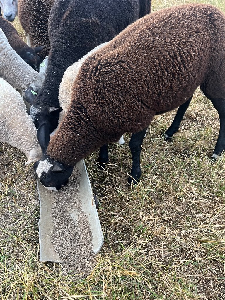 Schapen, Dieren en Toebehoren, Vrouwelijk, Schaap