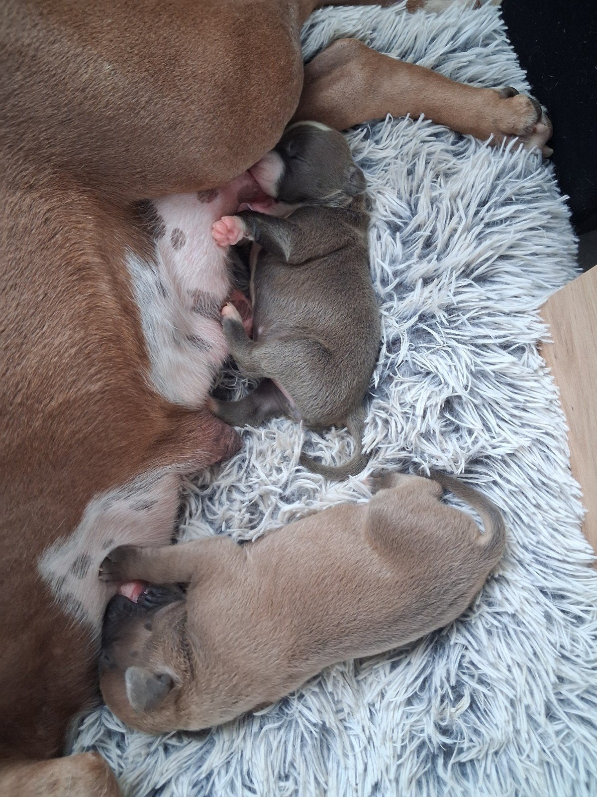 American Staffordshire puppy's, Dieren en Toebehoren, Honden | Jack Russells en Terriërs, Parvo, 8 tot 15 weken, American Staffordshire Terriër