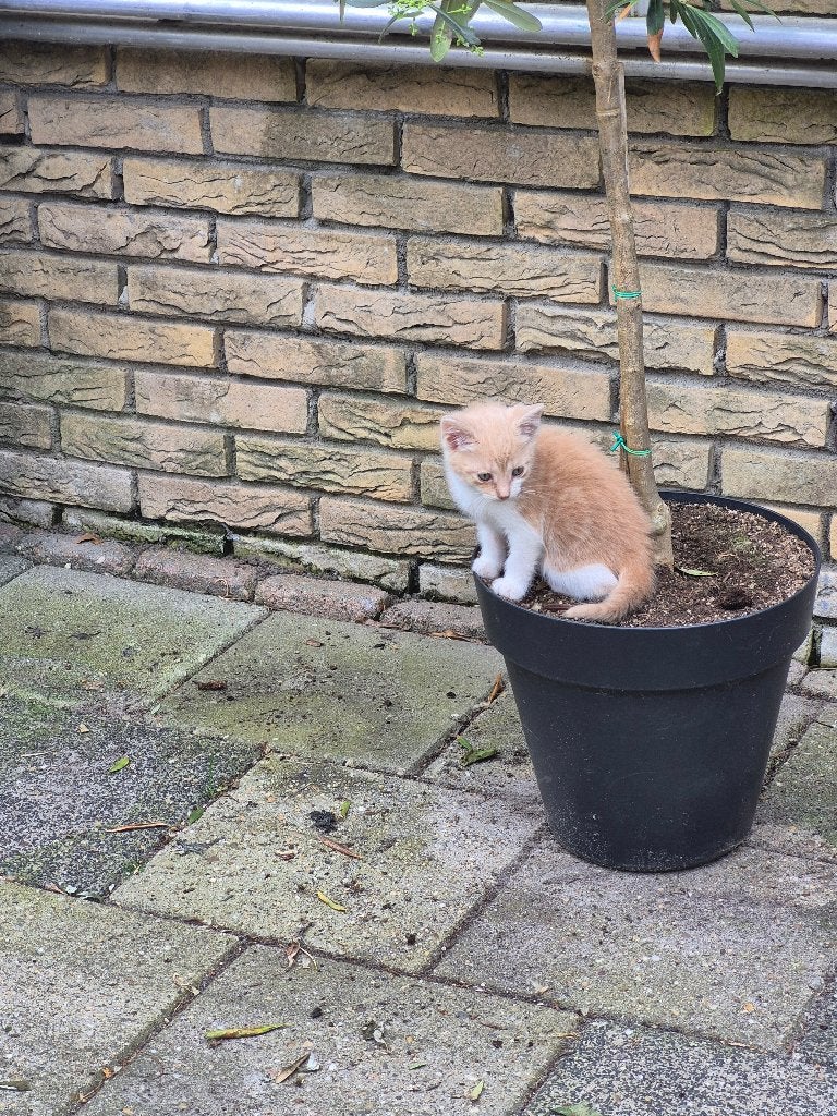 Kittens, Dieren en Toebehoren, Katten en Kittens | Overige Katten, Meerdere dieren, Kortharig, 0 tot 2 jaar