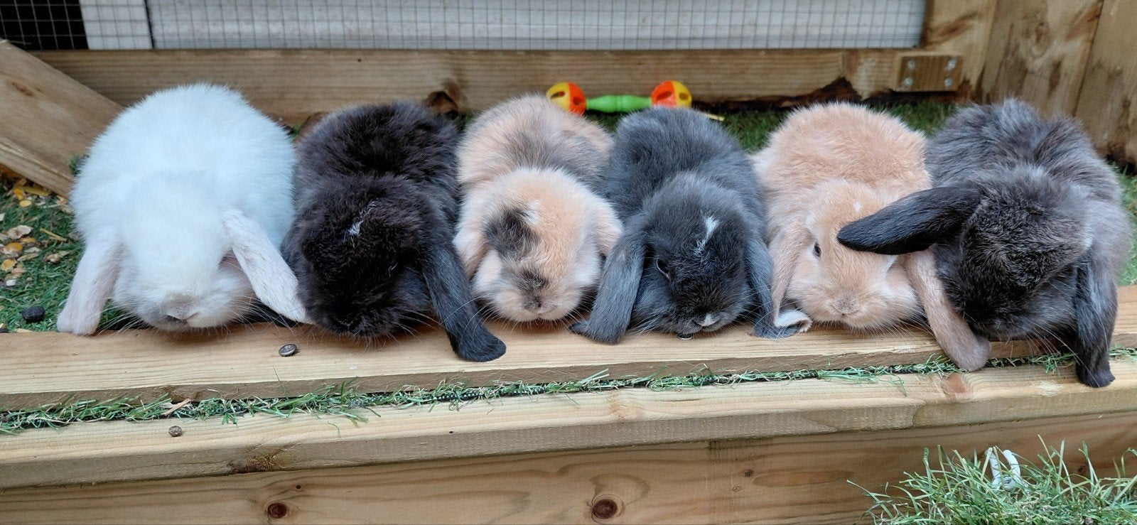Minilop nhd konijntjes, Dieren en Toebehoren, Konijnen, Dwerg, Meerdere dieren