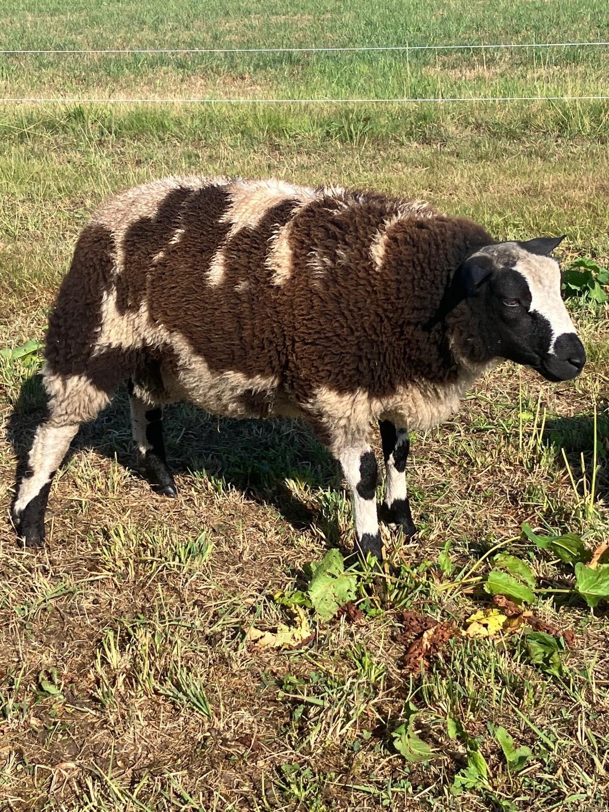 Te koop luxe bonte dekrammen, Dieren en Toebehoren, Meerdere dieren, Schaap, 0 tot 2 jaar