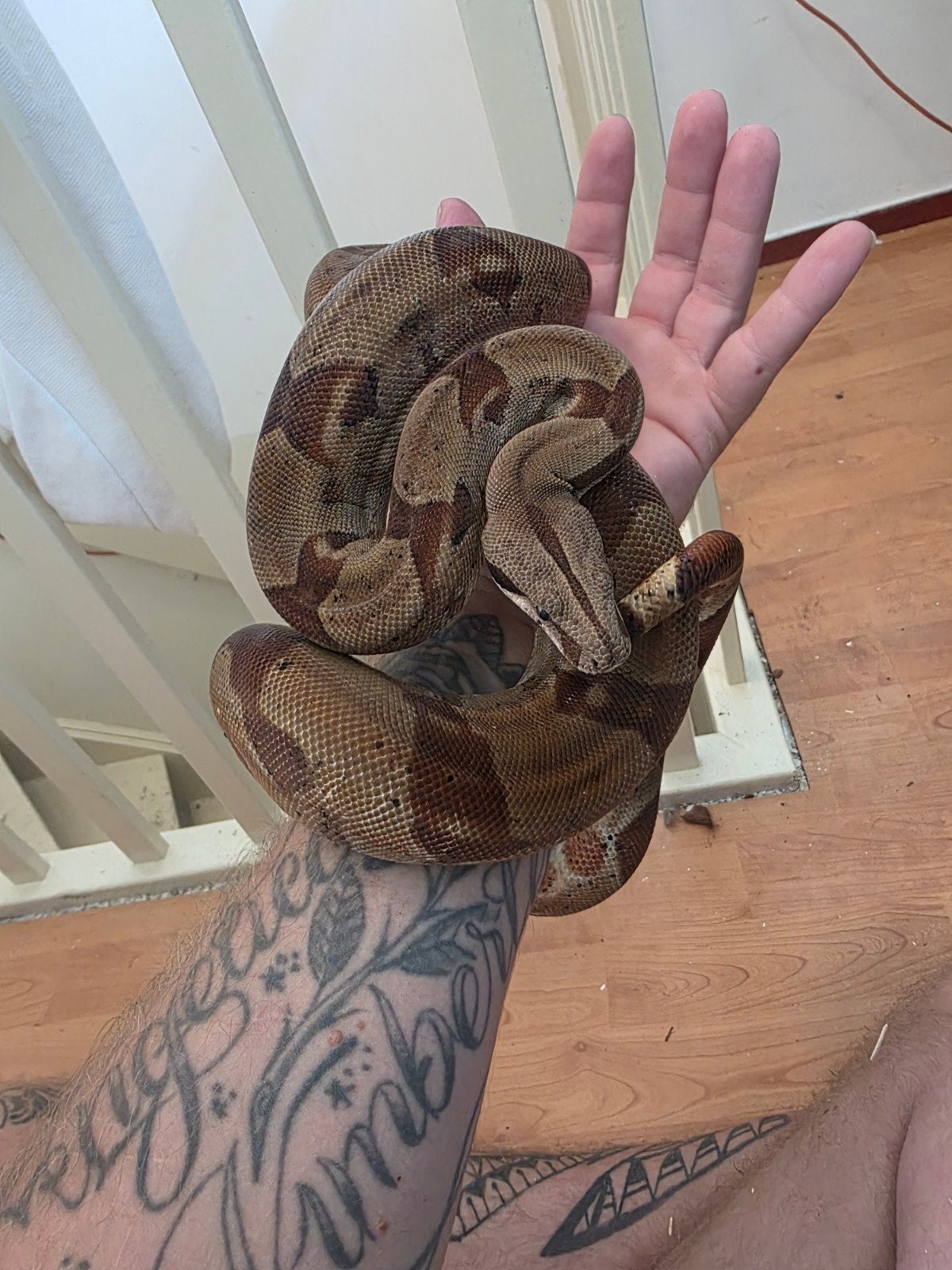 boa constrictor Boa Constrictor photo 3