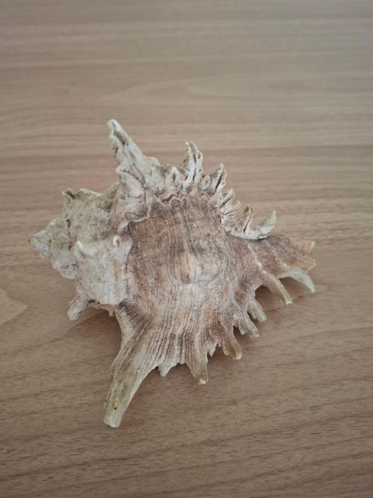 Decoratieve Murex Schelp - 12cm breed, Ophalen of Verzenden, Gebruikt
