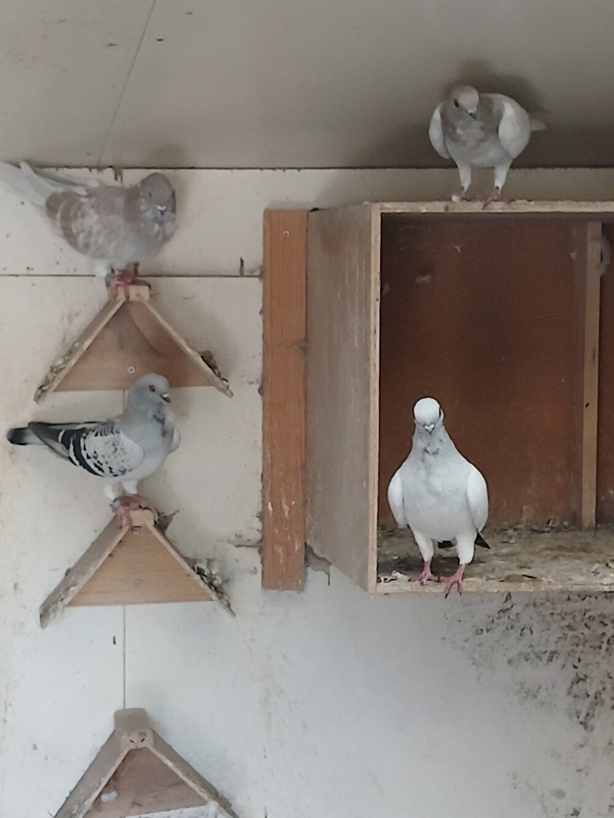 italiaanse meeuwtjes, Dieren en Toebehoren, Meerdere dieren, Overige soorten