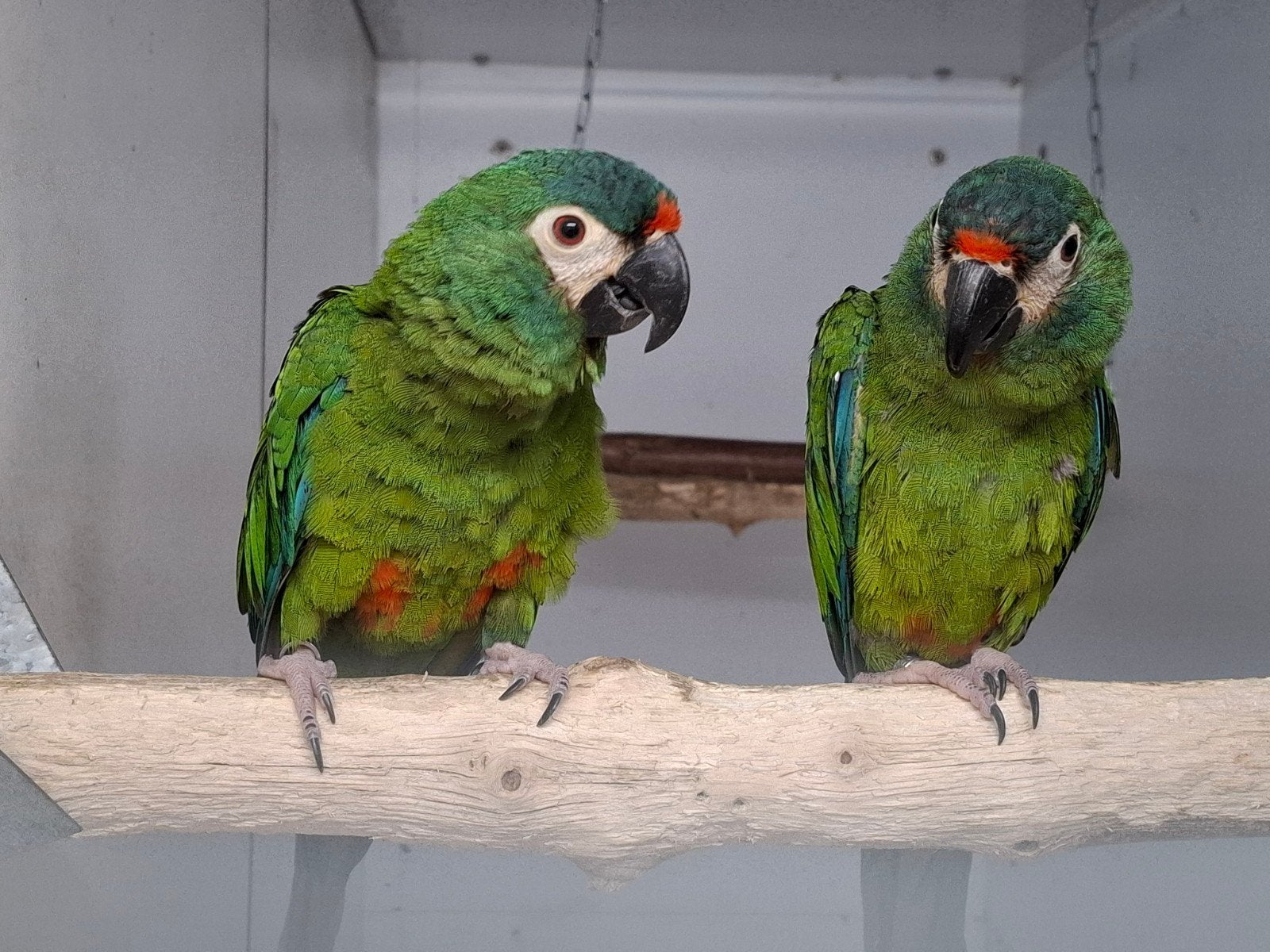 koppel ara maracana onverwant van 2025, Dieren en Toebehoren, Vogels | Parkieten en Papegaaien, Meerdere dieren, Papegaai, Geringd