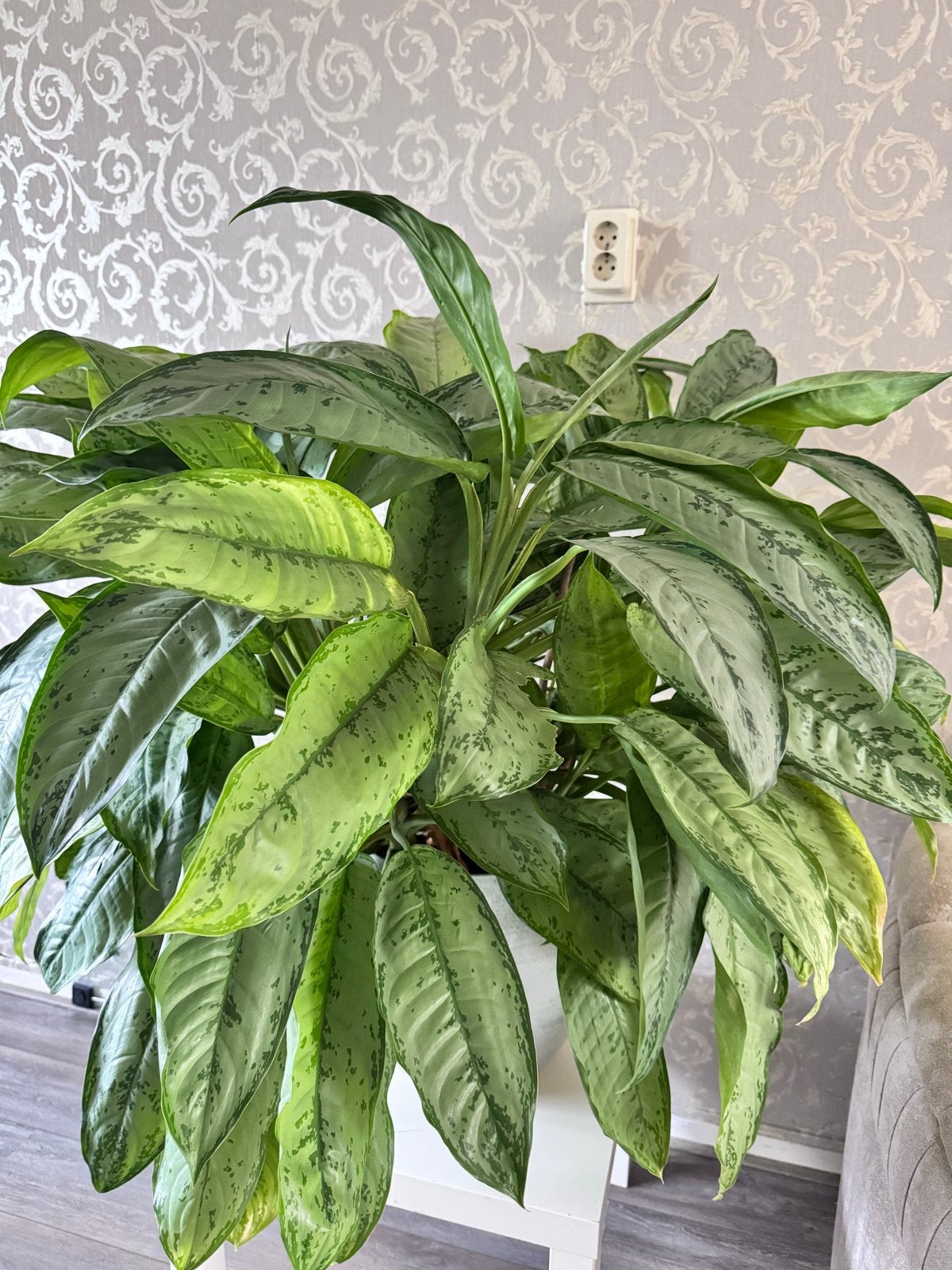 Grote Aglaonema kamerplant in pot, 100 tot 150 cm, Overige soorten, In pot, Groene kamerplant