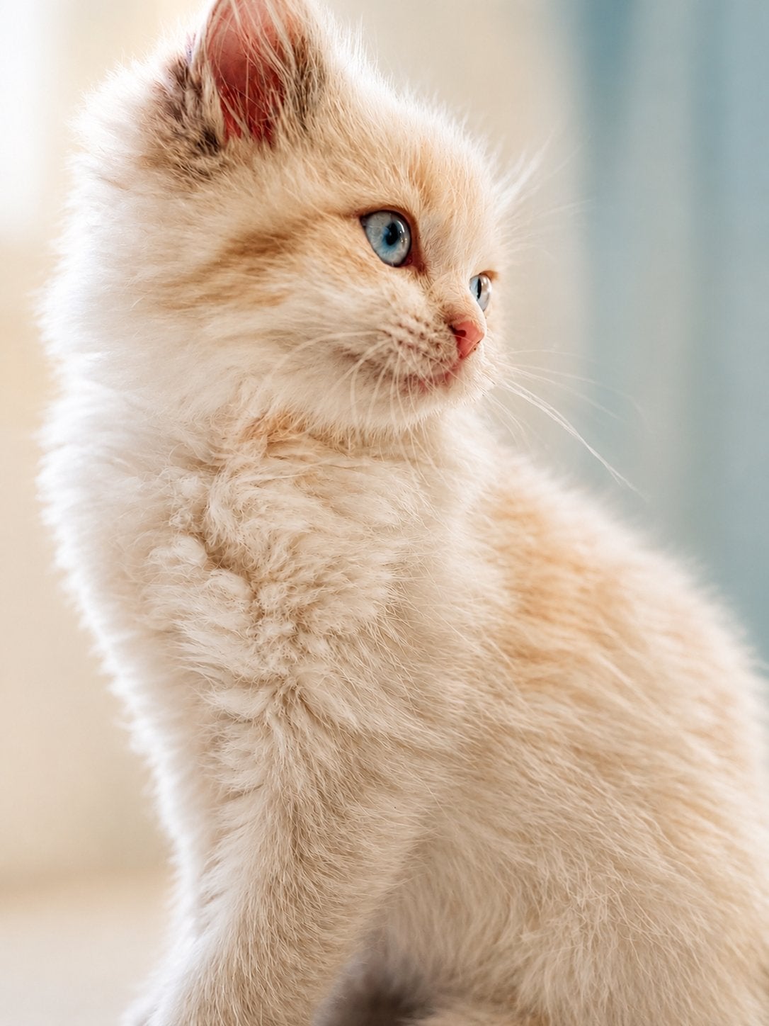 Ragdoll kitten, Poes