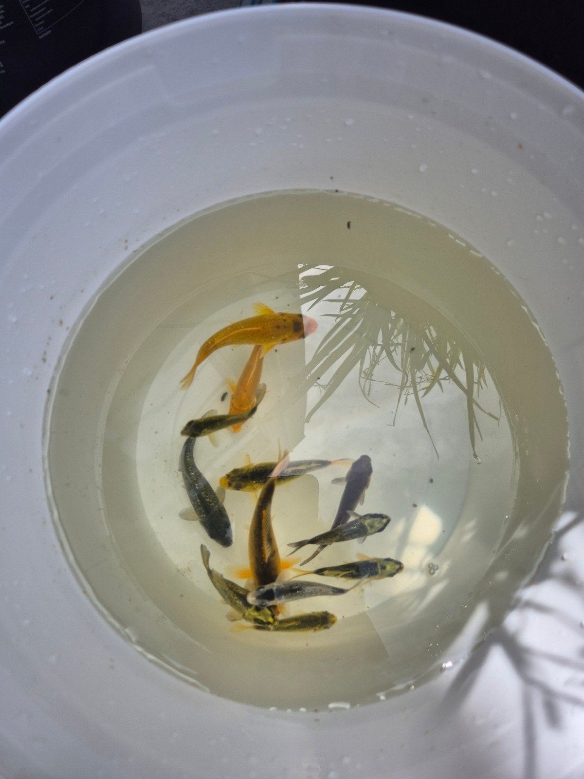 12x kleine koi karper 6 tot 12cm, Dieren en Toebehoren, Vissen | Vijvervissen, Karper of Koi