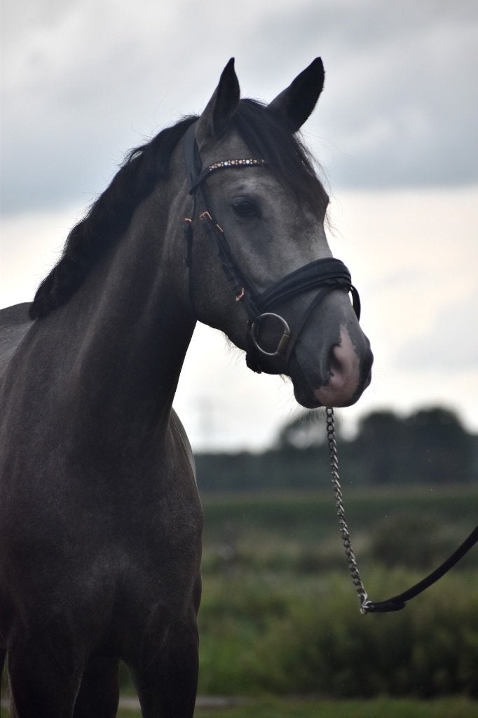 ## GEWELDIGE, knappe en super makke Epony ##, Dressuurpony, 3 tot 6 jaar, Gechipt, Merrie